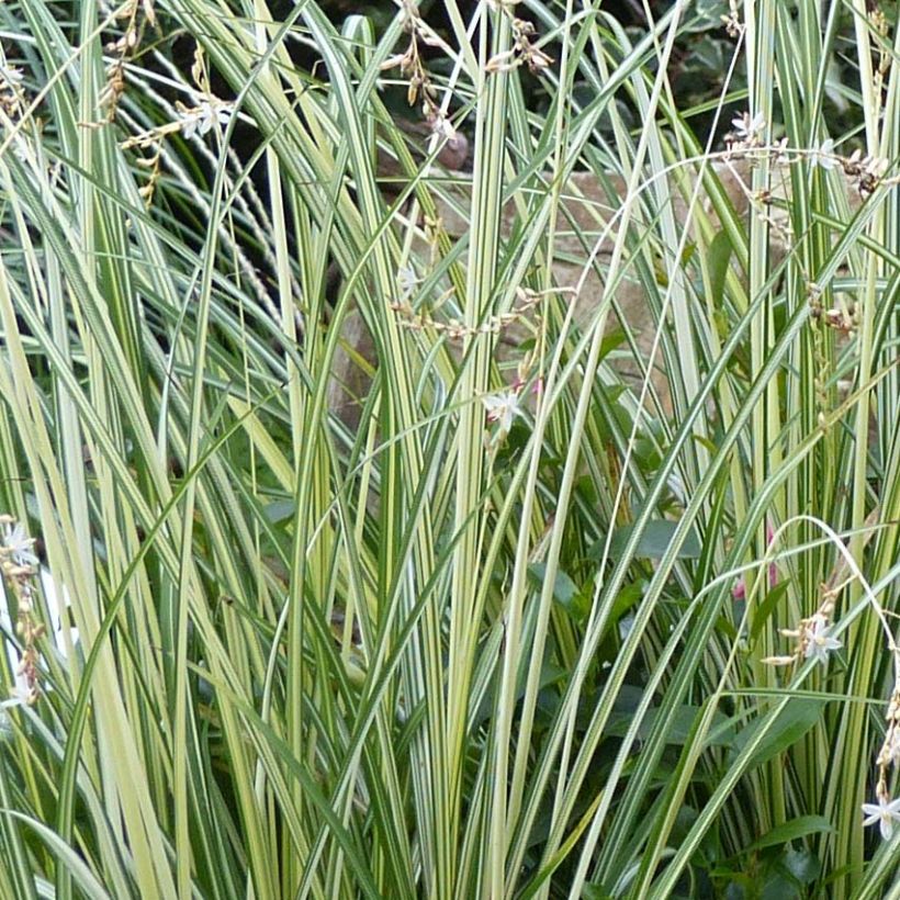 Anthericum saundersiae Starlight - Chlorophytum panaché (Foliage)