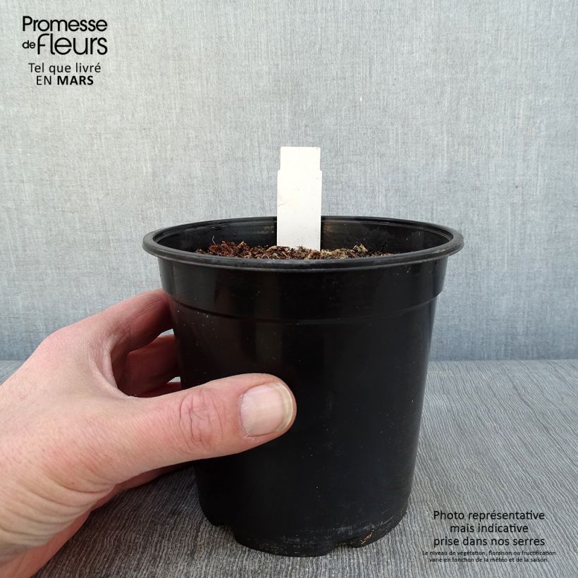 Example of Anthericum saundersiae Starlight - Chlorophytum panaché Pot de 1,5L/2L as you get in hiver