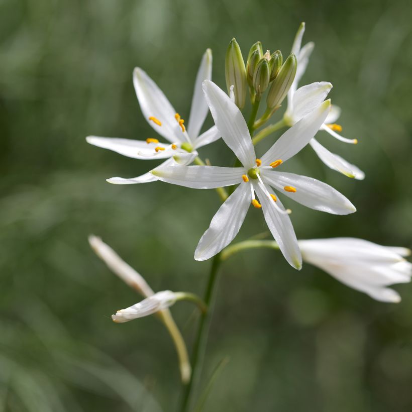 Phalangère à fleurs de lis - Anthericum liliago (Floraison)