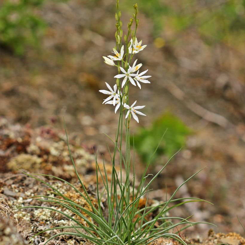 Phalangère à fleurs de lis - Anthericum liliago (Port)