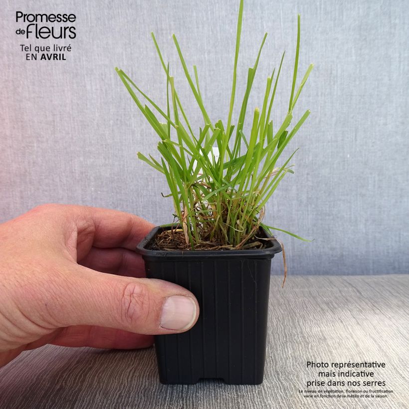 Example of Anthoxanthum odoratum - Flouve odorante Godet de 8/9 cm as you get in printemps