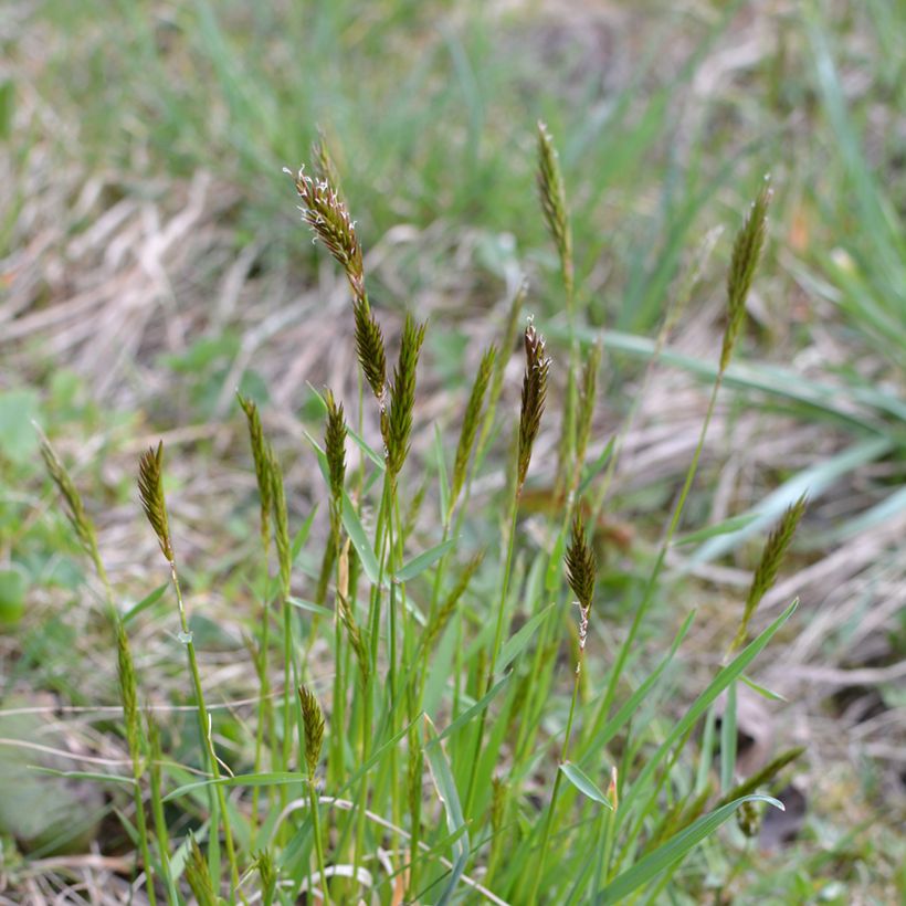 Anthoxanthum odoratum - Flouve odorante (Plant habit)