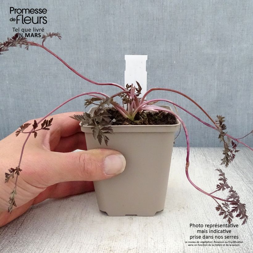 Spécimen de Anthriscus sylvestris Ravenswing - Cerfeuil sauvage Godet de 8/9 cm tel que livré au printemps