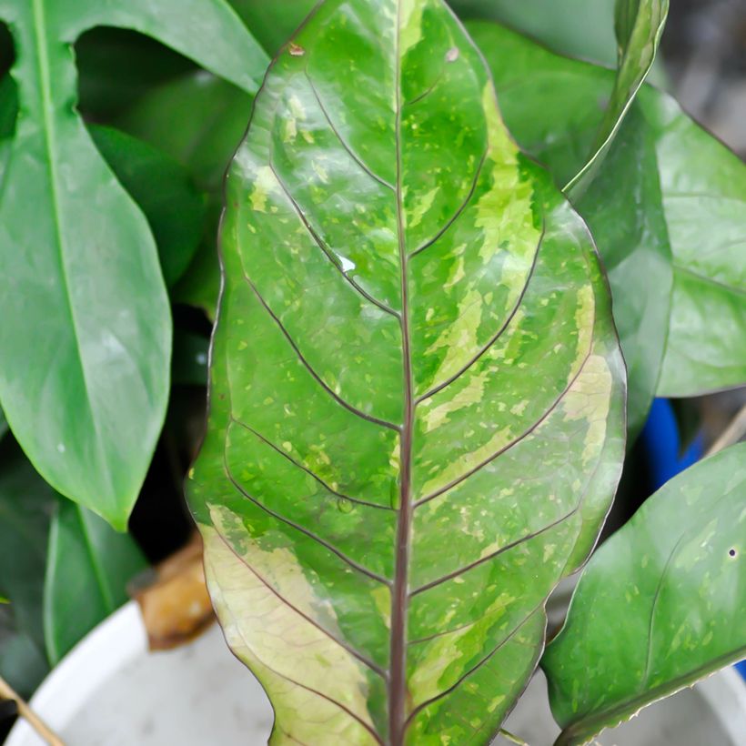 Anthurium Renaissance Variegata (Feuillage)