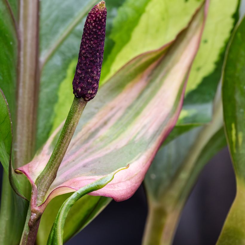 Anthurium Renaissance Variegata (Floraison)