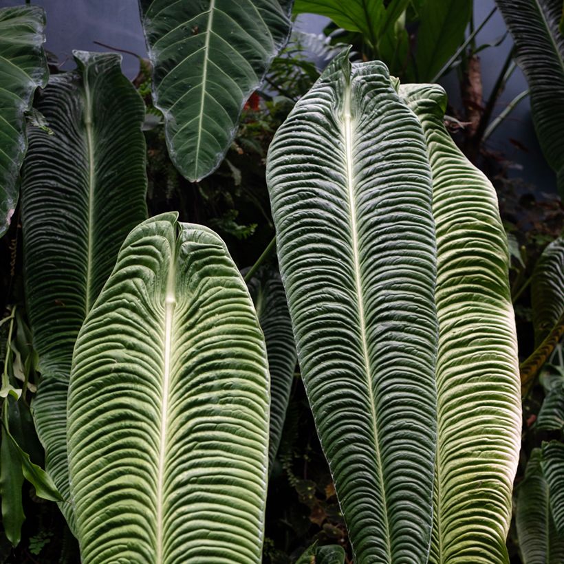 Anthurium veitchii Narrow (Foliage)