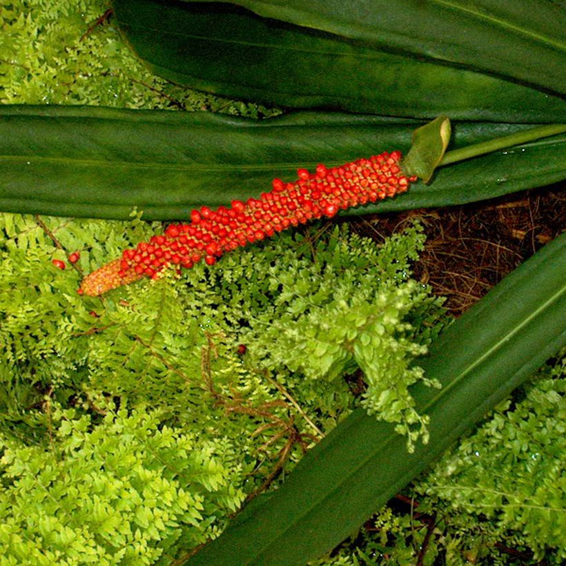 Anthurium bakeri (Floraison)