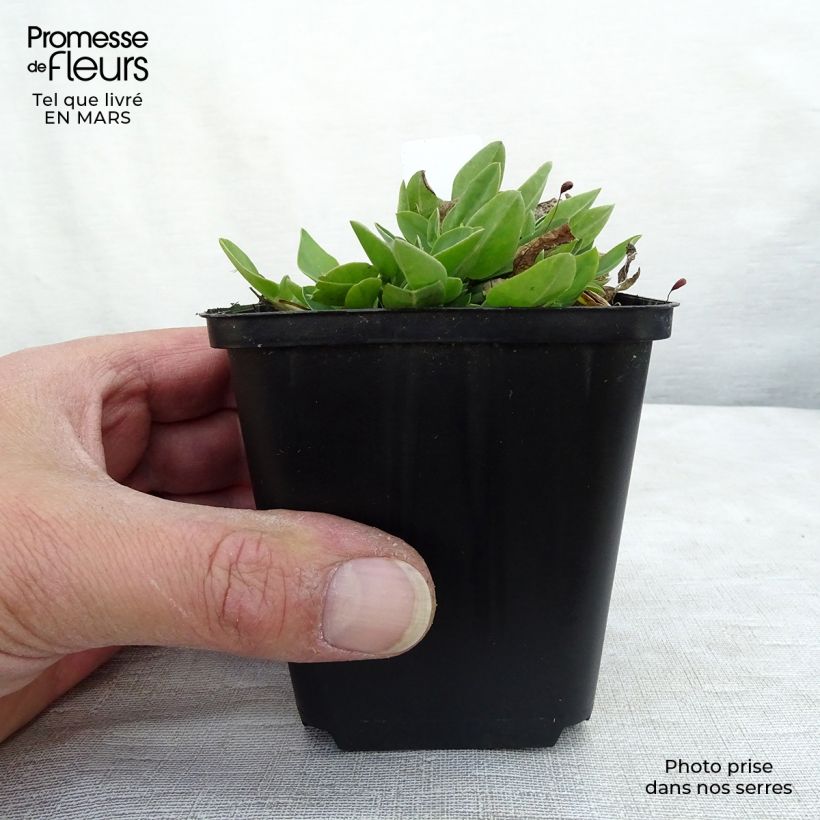 Spécimen de Anthyllis vulneraria - Anthyllide vulnéraire Godet de 8/9 cm tel que livré au printemps