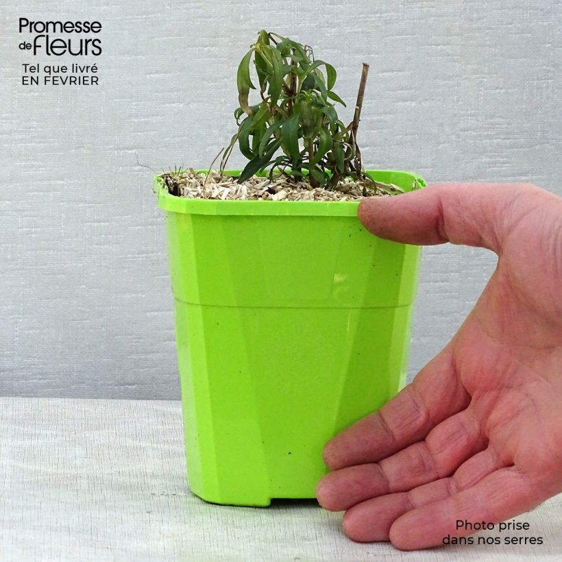 Spécimen de Antirrhinum majus Pretty in Pink - Muflier vivace Pot de 1L/1,5L tel que livré en hiver