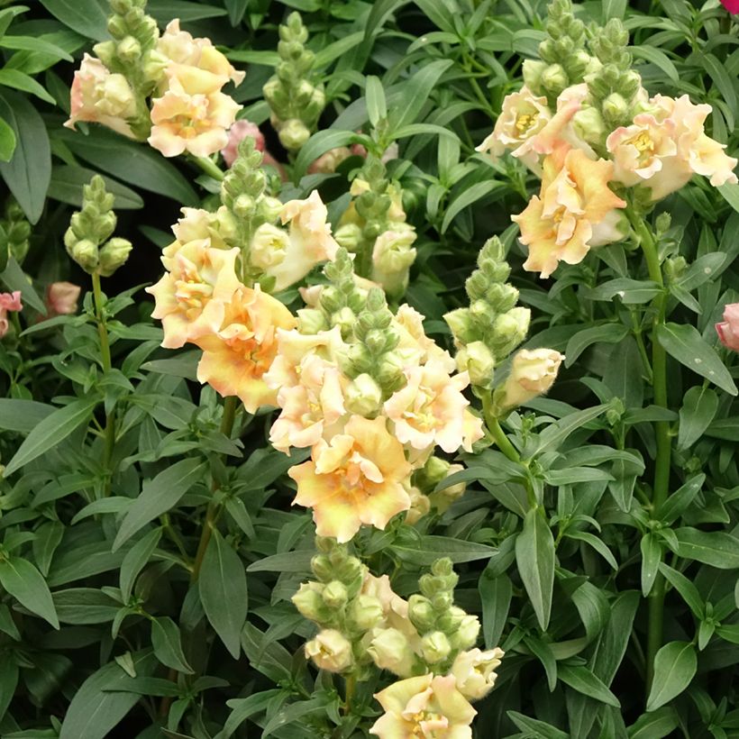 Graines de Muflier Sweet Duet Citrus - Antirrhinum majus (Floraison)