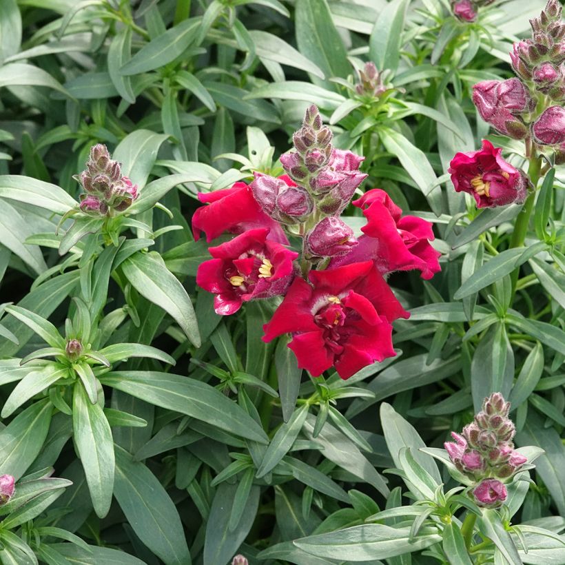 Graines de Muflier Sweet Duet Deep Red - Antirrhinum majus (Port)