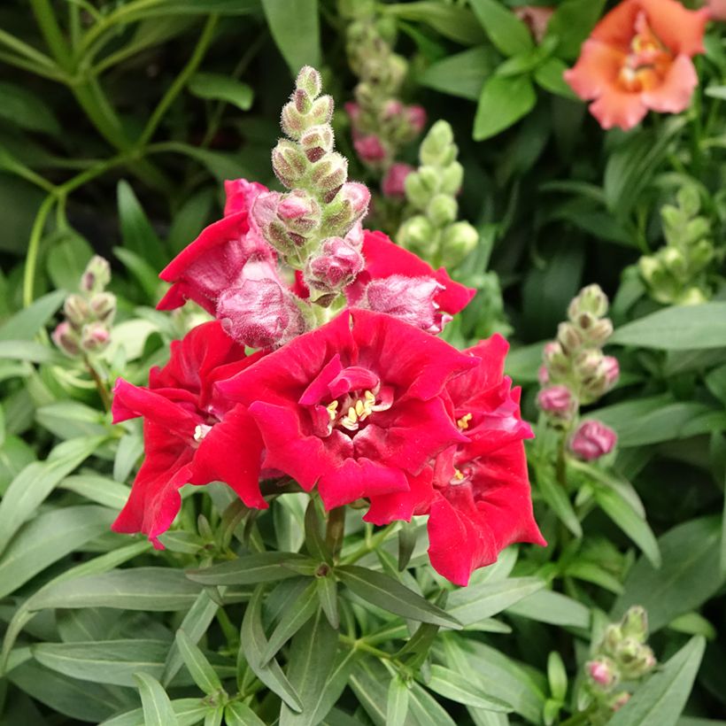 Graines de Muflier Sweet Duet Deep Red - Antirrhinum majus (Floraison)