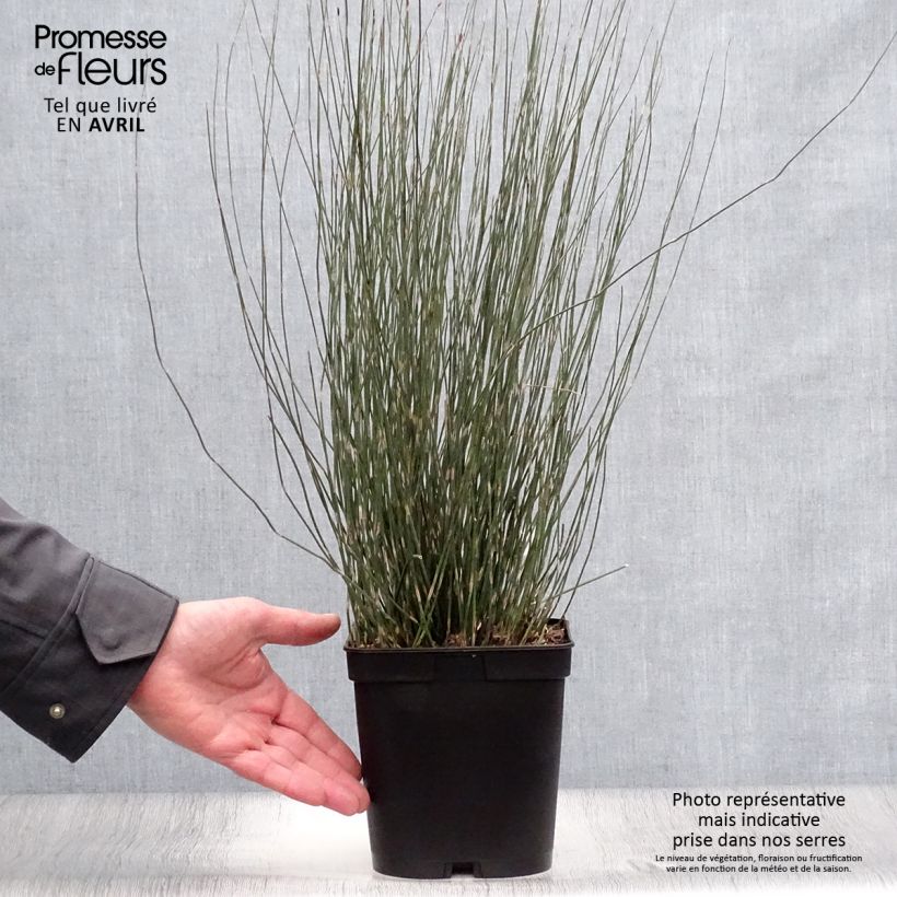 Example of Apodasmia similis - Restio Pot de 2L/3L as you get in printemps