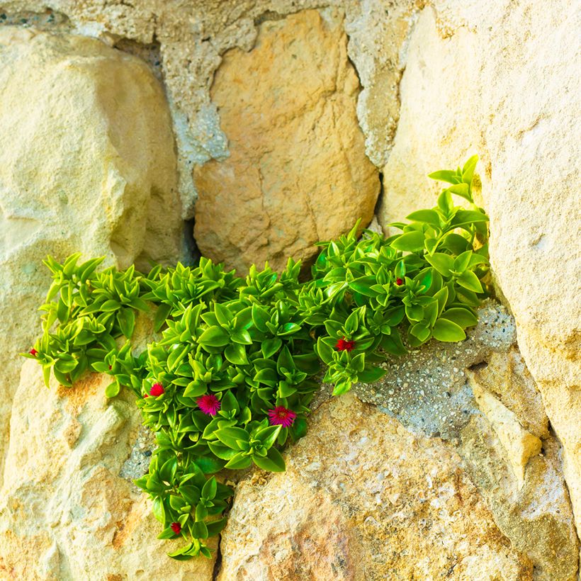 Aptenia cordifolia - Ficoide à feuilles en coeur (Port)