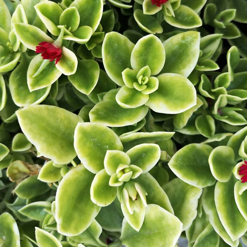 Aptenia cordifolia Variegata - Ficoide à feuilles en coeur (Feuillage)