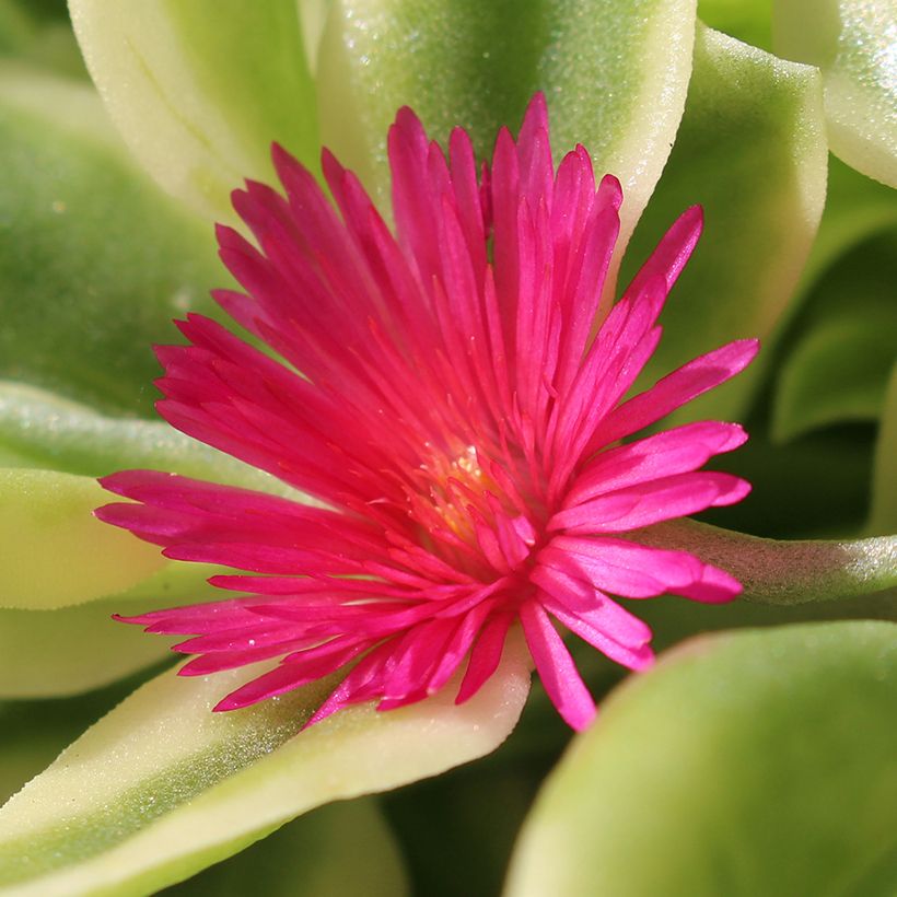 Aptenia cordifolia Variegata - Ficoide à feuilles en coeur (Floraison)