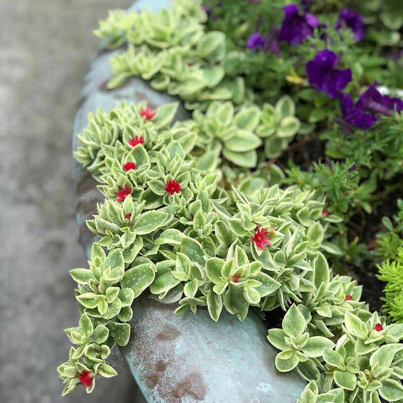 Aptenia cordifolia Variegata - Ficoide à feuilles en coeur (Port)