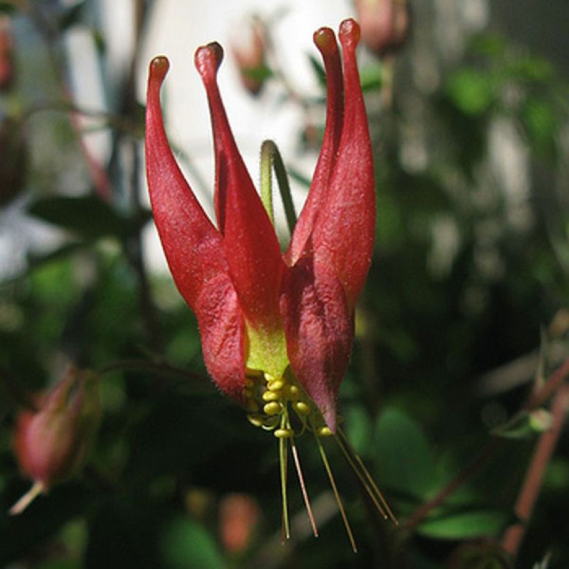 Ancolie du Canada, Aquilegia canadensis Little Lanterns (Flowering)