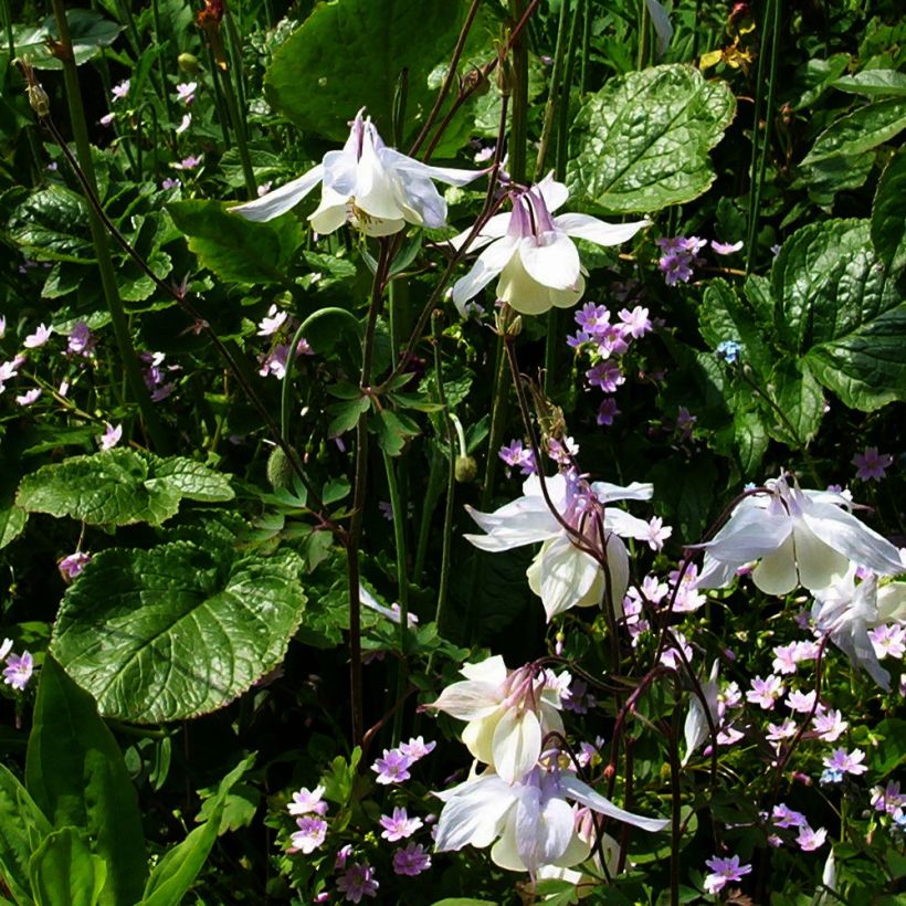 Ancolie, Aquilegia fragrans (Plant habit)