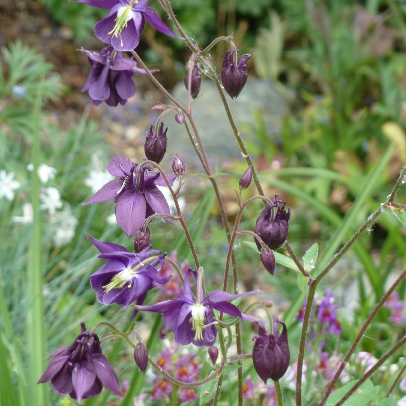 Ancolie, Aquilegia rockii (Plant habit)