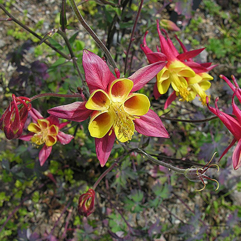 Ancolie, Aquilegia skinneri (Plant habit)