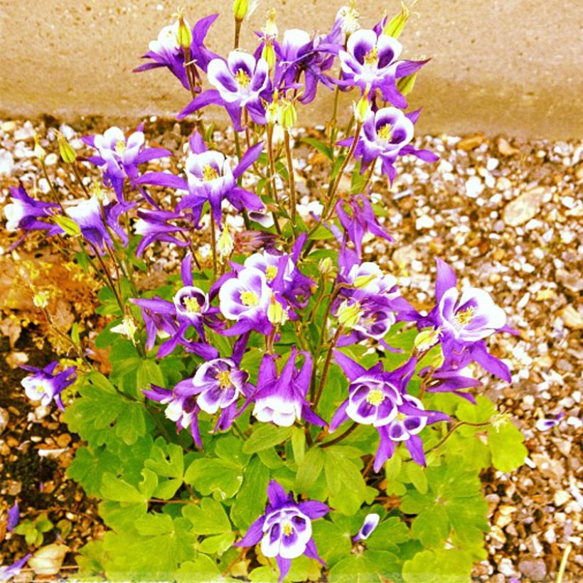 Ancolie, Aquilegia vulgaris Woodside Gold (Plant habit)