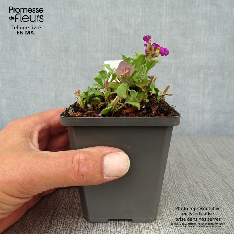 Spécimen de Arabis caucasica Pinkie - Arabette du Caucase Godet de 8/9 cm tel que livré au printemps