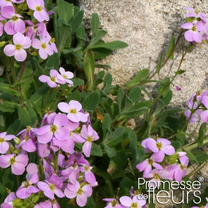 Arabis caucasia Rosea - Arabette du Caucase (Foliage)