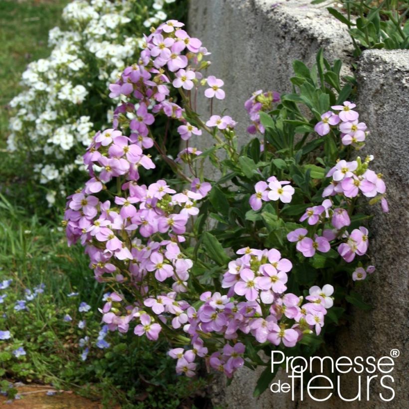 Arabis caucasia Rosea - Arabette du Caucase (Plant habit)