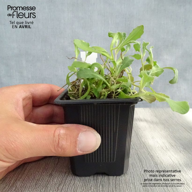 Example of Arabis caucasia Rosea - Arabette du Caucase Godet de 8/9 cm as you get in printemps