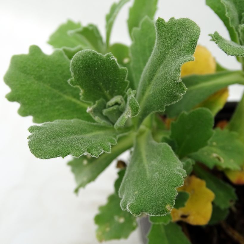Arabis caucasica Plena - Corbeille d'argent (Foliage)