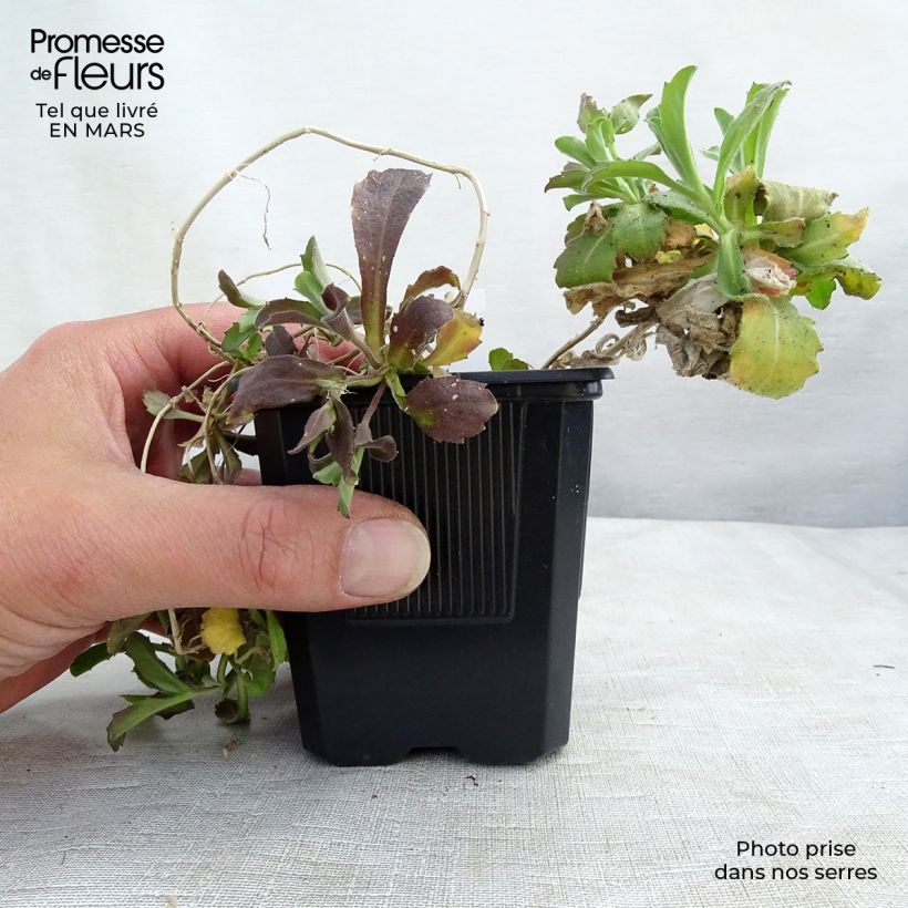 Example of Arabis caucasica Plena - Corbeille d'argent Godet de 7/8 cm as you get in printemps