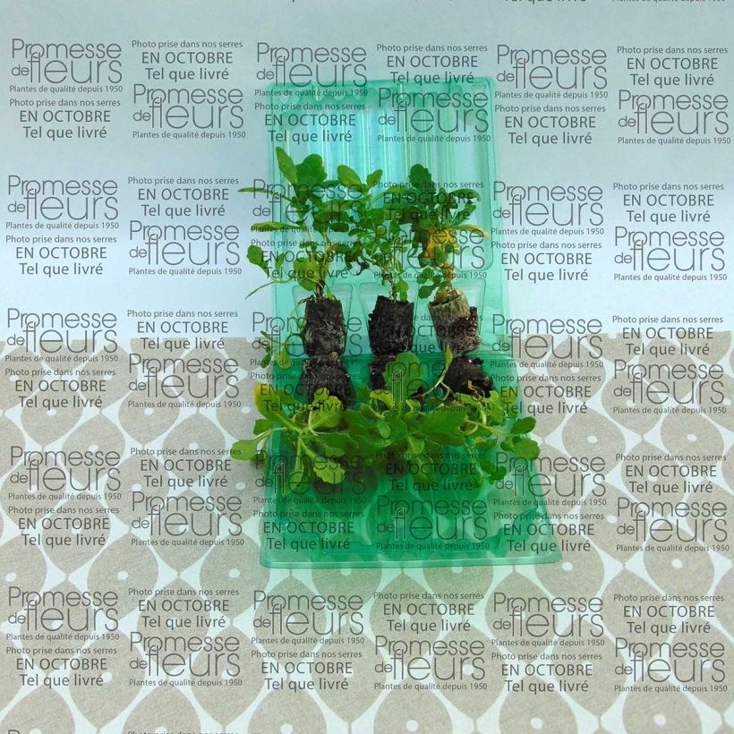 Exemple de spécimen de Arabis caucasica Roselite Mini-motte Ø 3/4 cm, Plant vert de 3 à 5 cm de haut environ tel que livré