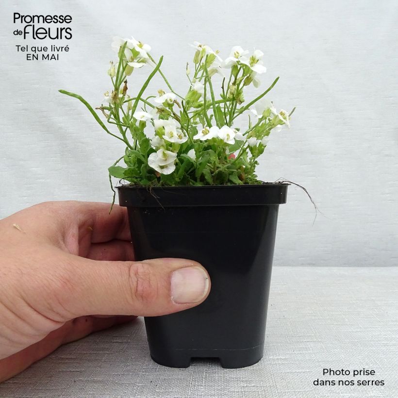 Spécimen de Arabis caucasica Snowcap (Schneehaube) Godet de 8/9 cm tel que livré au printemps