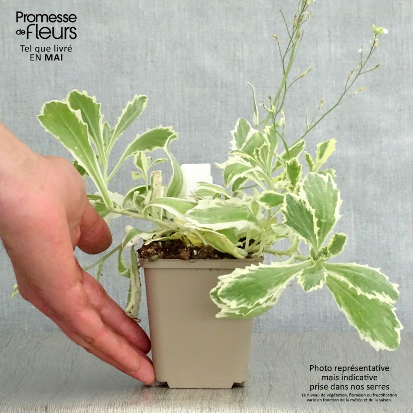 Spécimen de Arabis caucasica Variegata Godet de 8/9 cm tel que livré au printemps