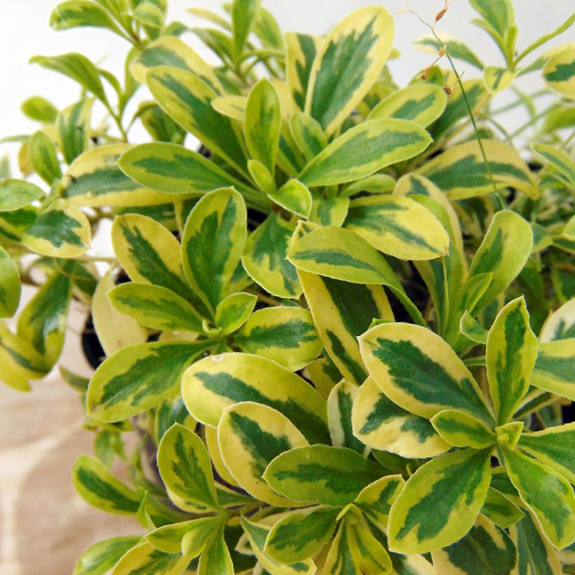 Arabis ferdinandi coburgii Old Gold - Arabette panachée jaune - Corbeille d'argent (Feuillage)