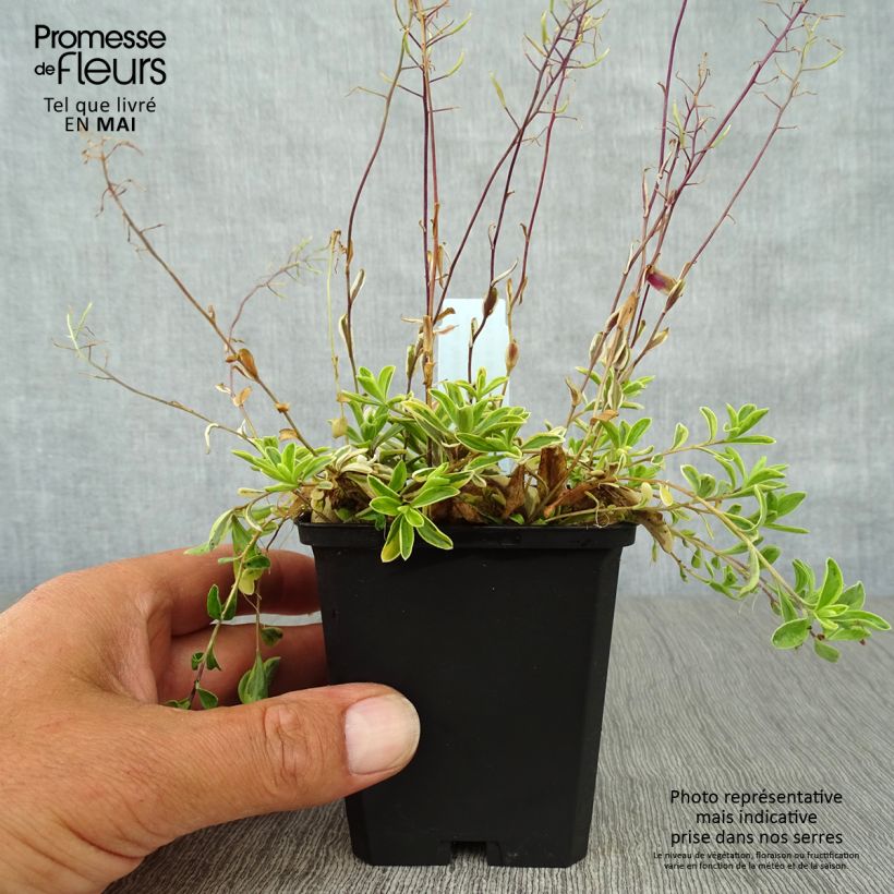 Spécimen de Arabis ferdinandi coburgii Old Gold - Arabette panachée jaune - Corbeille d'argent Godet de 8/9 cm tel que livré au printemps