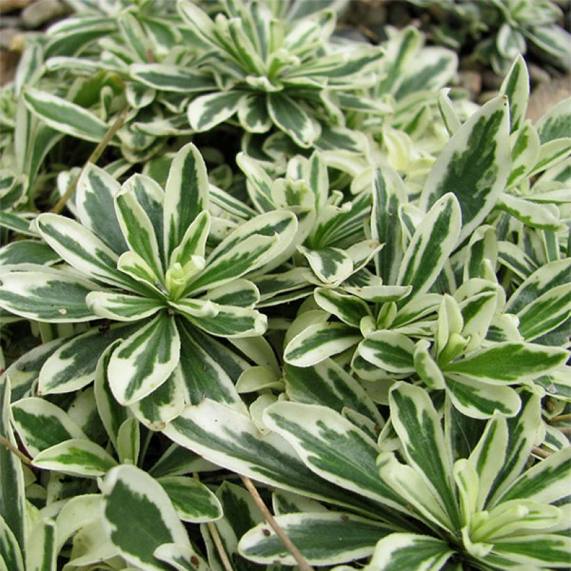 Arabis ferdinandi coburgii Variegata - Corbeille d'argent (Foliage)