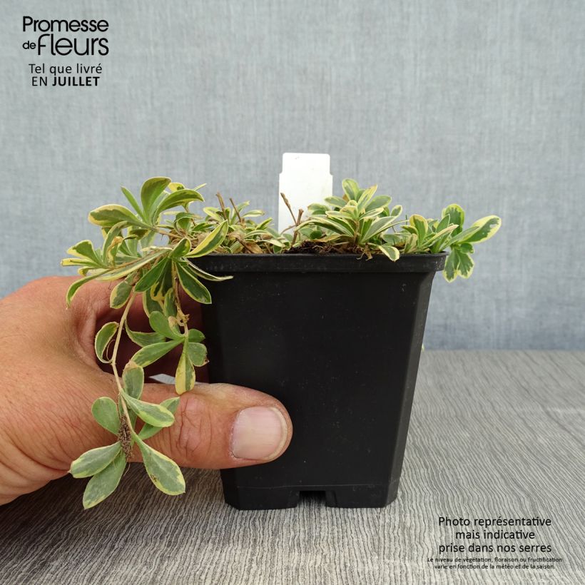 Spécimen de Arabis ferdinandi coburgii Variegata - Corbeille d'argent Godet de 8/9 cm tel que livré en été