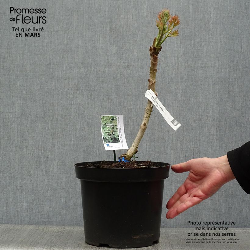 Spécimen de Aralia elata Silver Umbrella (Variegata) - Angélique en arbre Pot de 7,5L/10L tel que livré au printemps