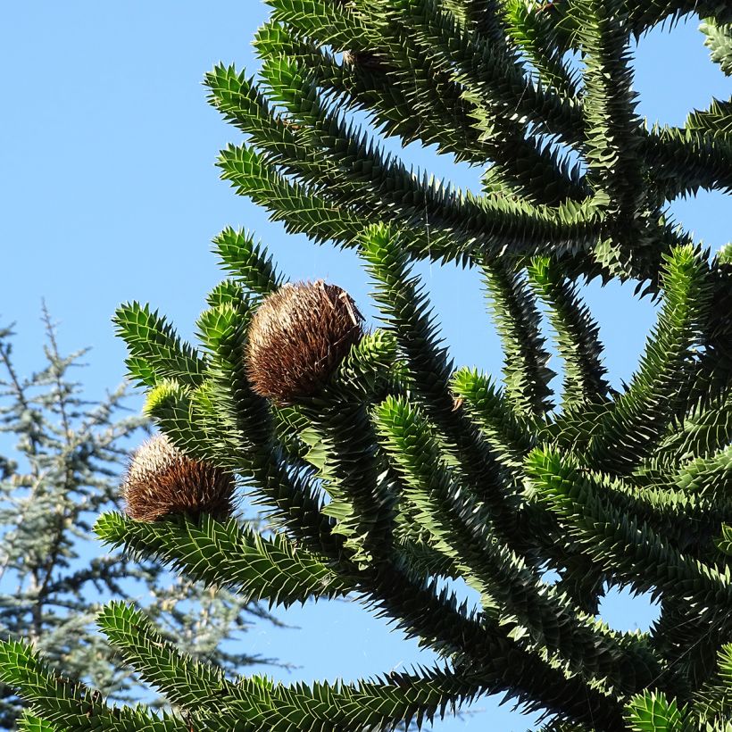 Araucaria araucana (imbricata) - Désespoir des singes (Harvest)