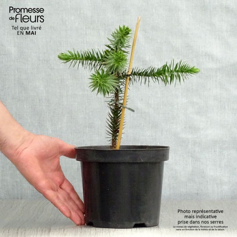 Example of Araucaria araucana (imbricata) - Désespoir des singes Pot de 3L/4L as you get in printemps