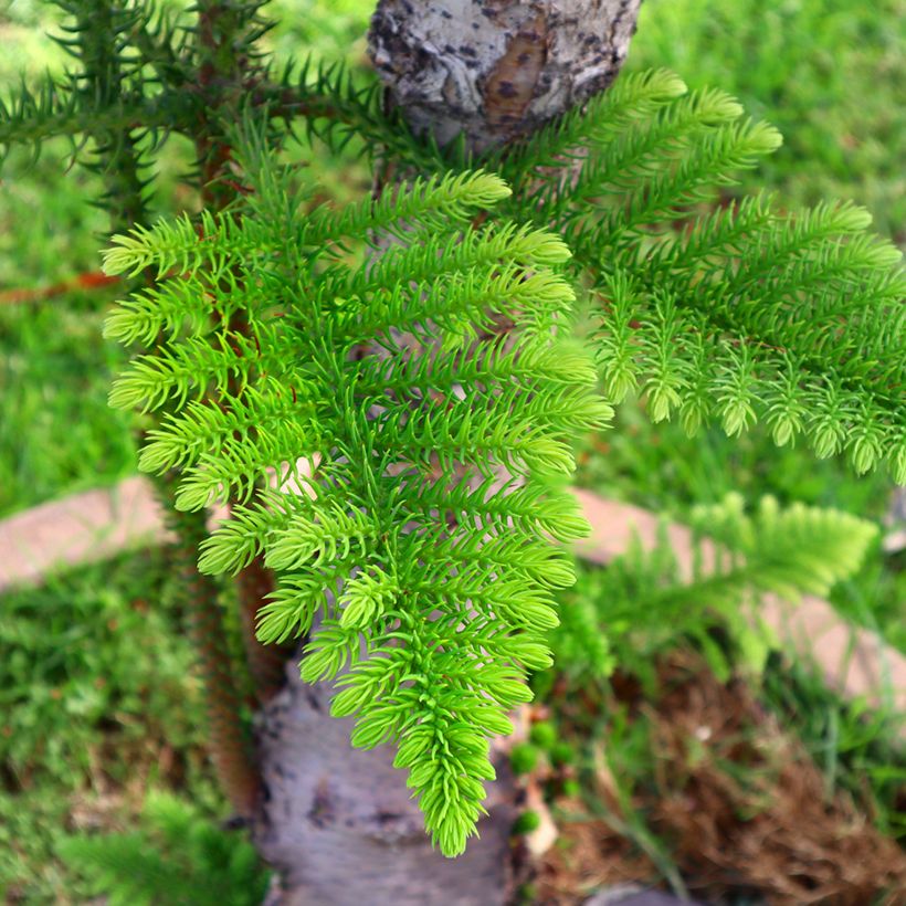 Araucaria heterophylla - Pin de Norfolk (Feuillage)