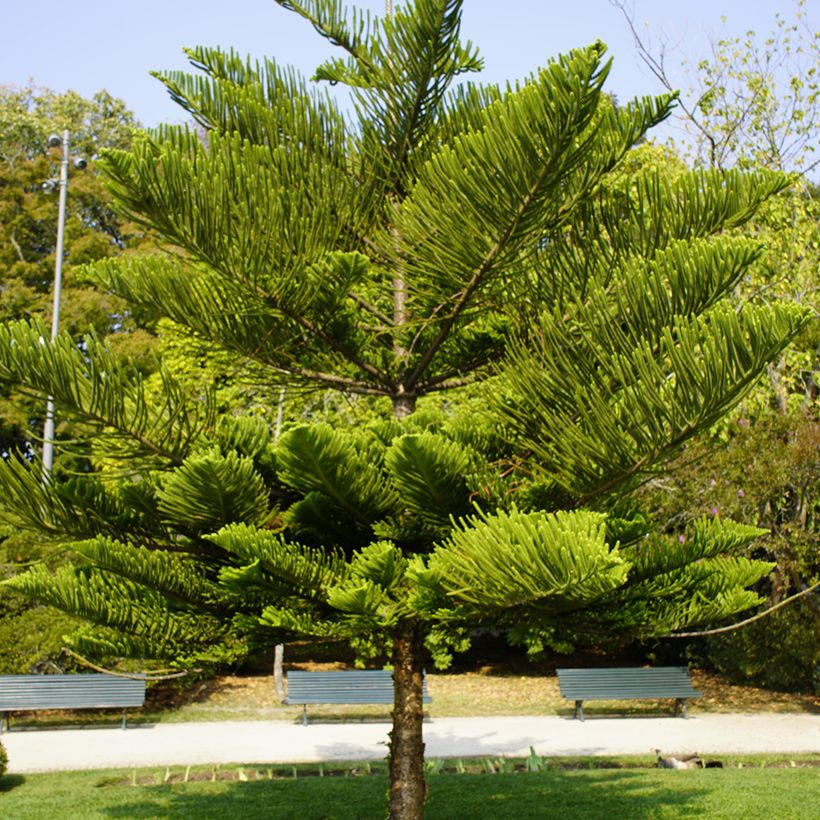 Araucaria heterophylla - Pin de Norfolk (Port)