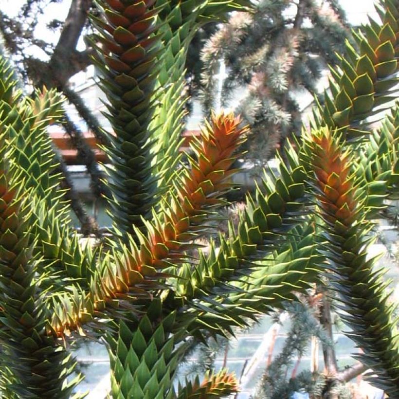 Araucaria araucana (imbricata) - Désespoir des singes (Foliage)
