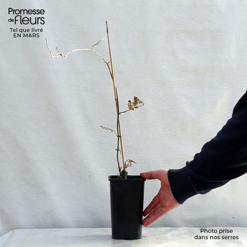 Example of Araujia sericifera Alba - Plante cruelle Pot de 1L/1,5L as you get in printemps