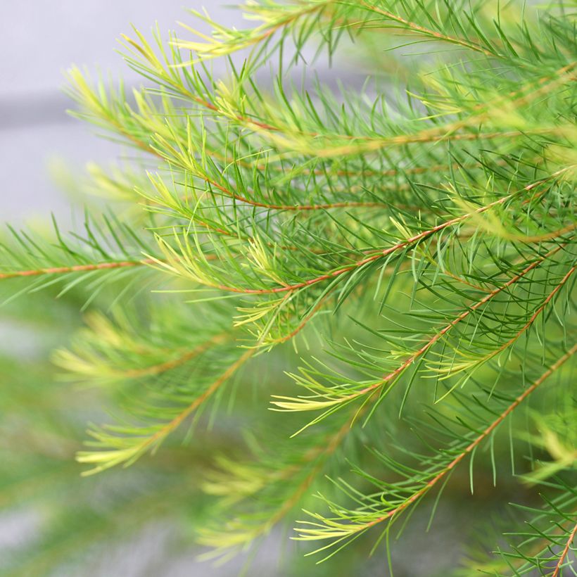 Melaleuca alternifolia - Arbre à thé (Feuillage)