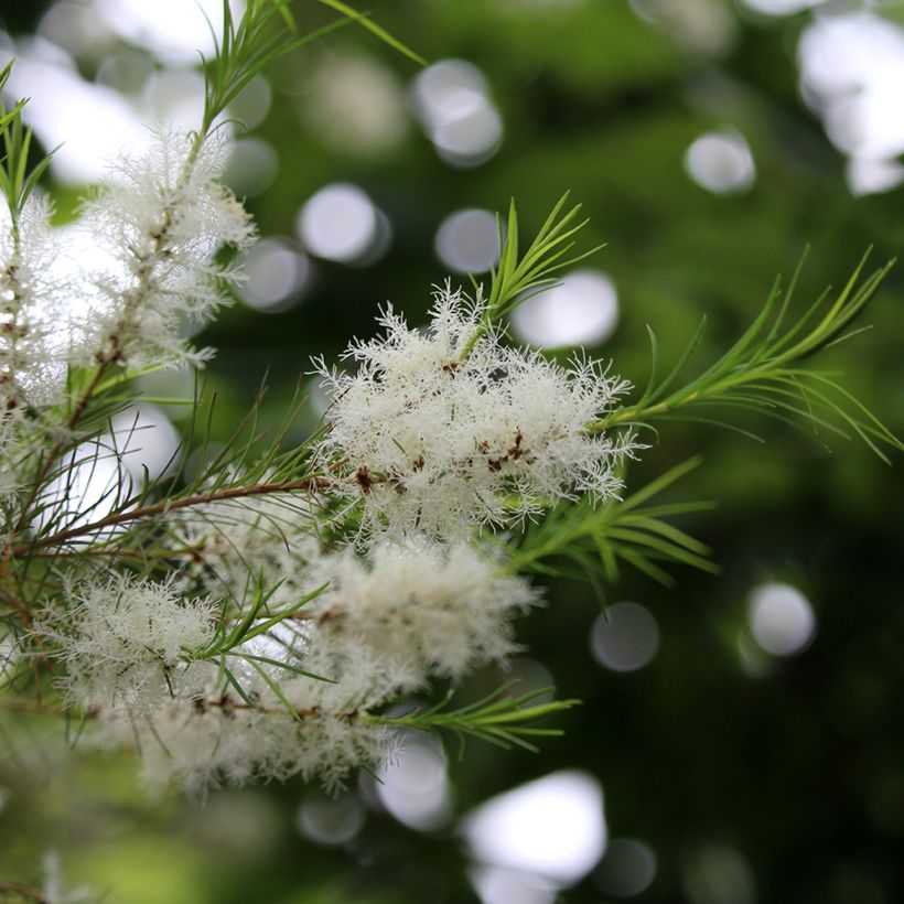 Melaleuca alternifolia - Arbre à thé (Floraison)