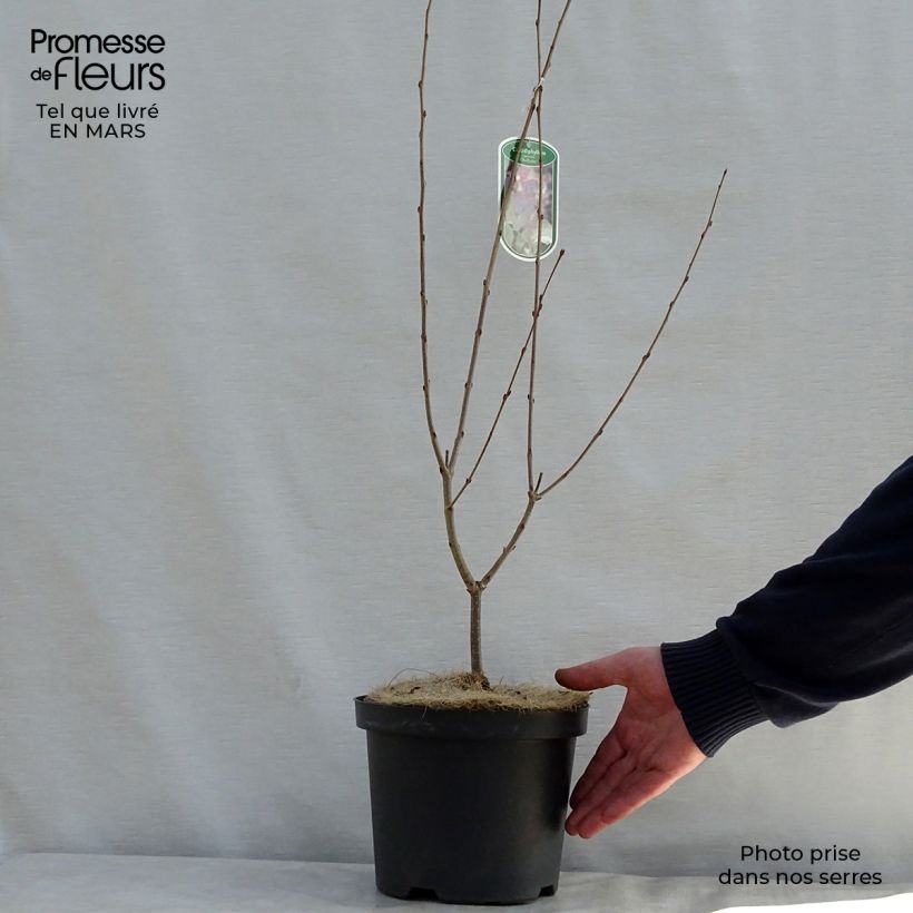 Spécimen de Arbre au caramel - Cercidiphyllum japonicum Rotfuchs Pot de 4L/5L tel que livré au printemps