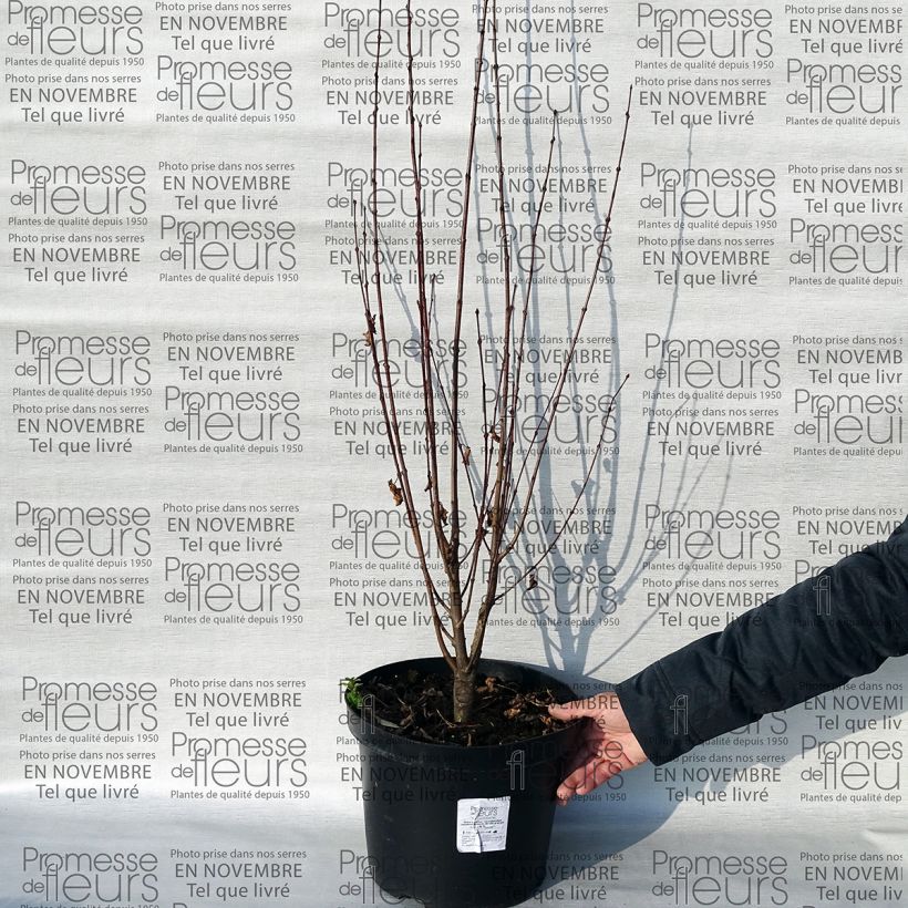 Exemple de spécimen de Arbre au caramel - Cercidiphyllum japonicum Rotfuchs Pot de 12L/15L tel que livré